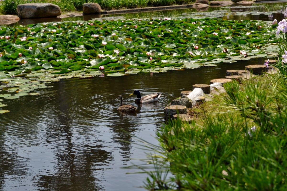 ときわ公園の写真2