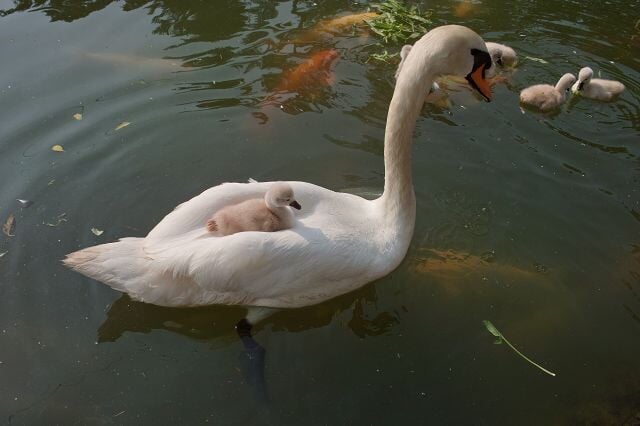 ときわ公園の写真4