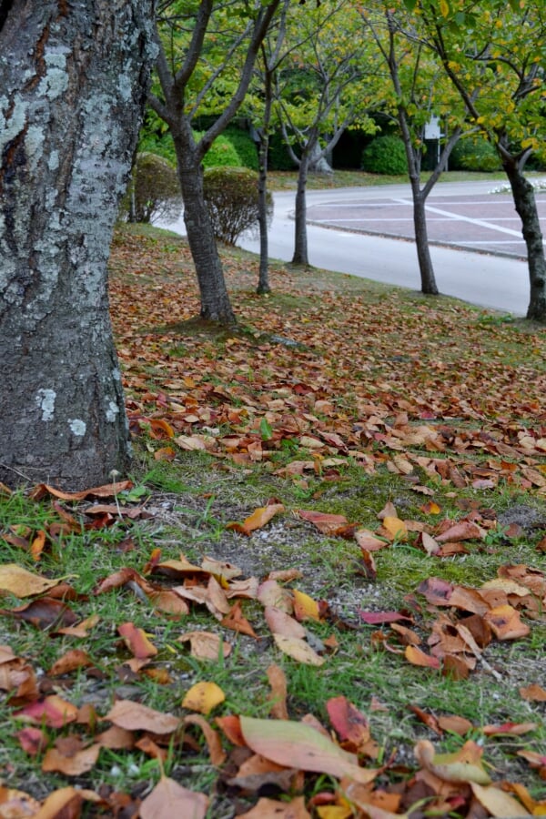ときわ公園の写真5