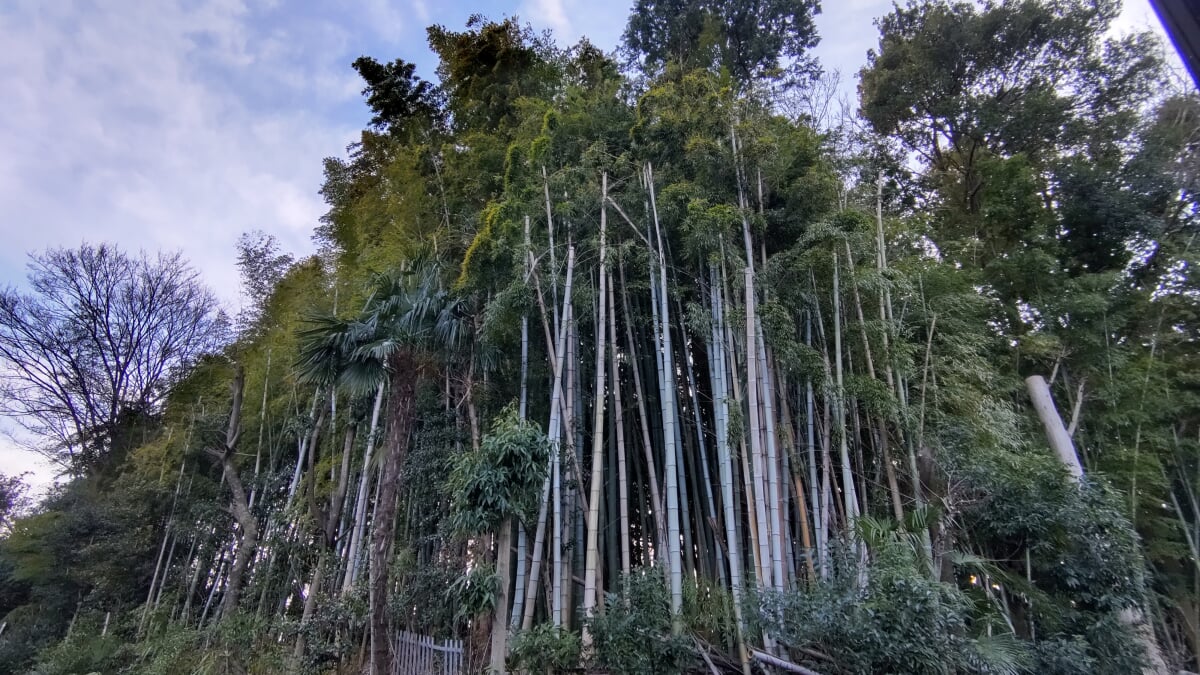 石神井公園の写真2