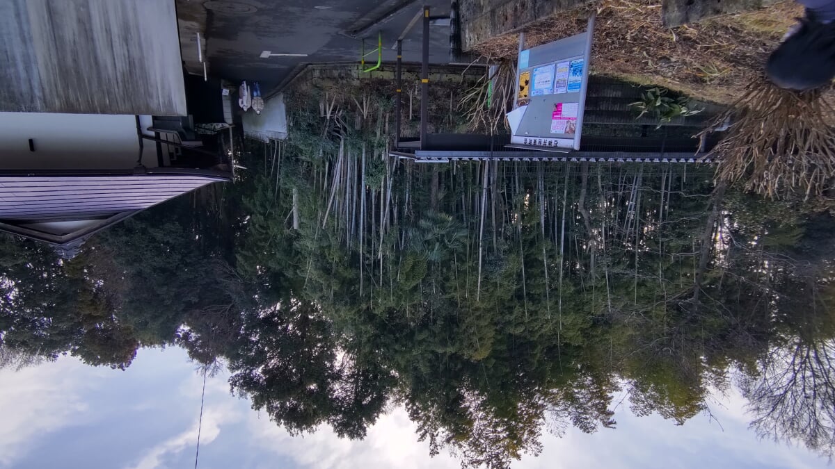 石神井公園の写真3