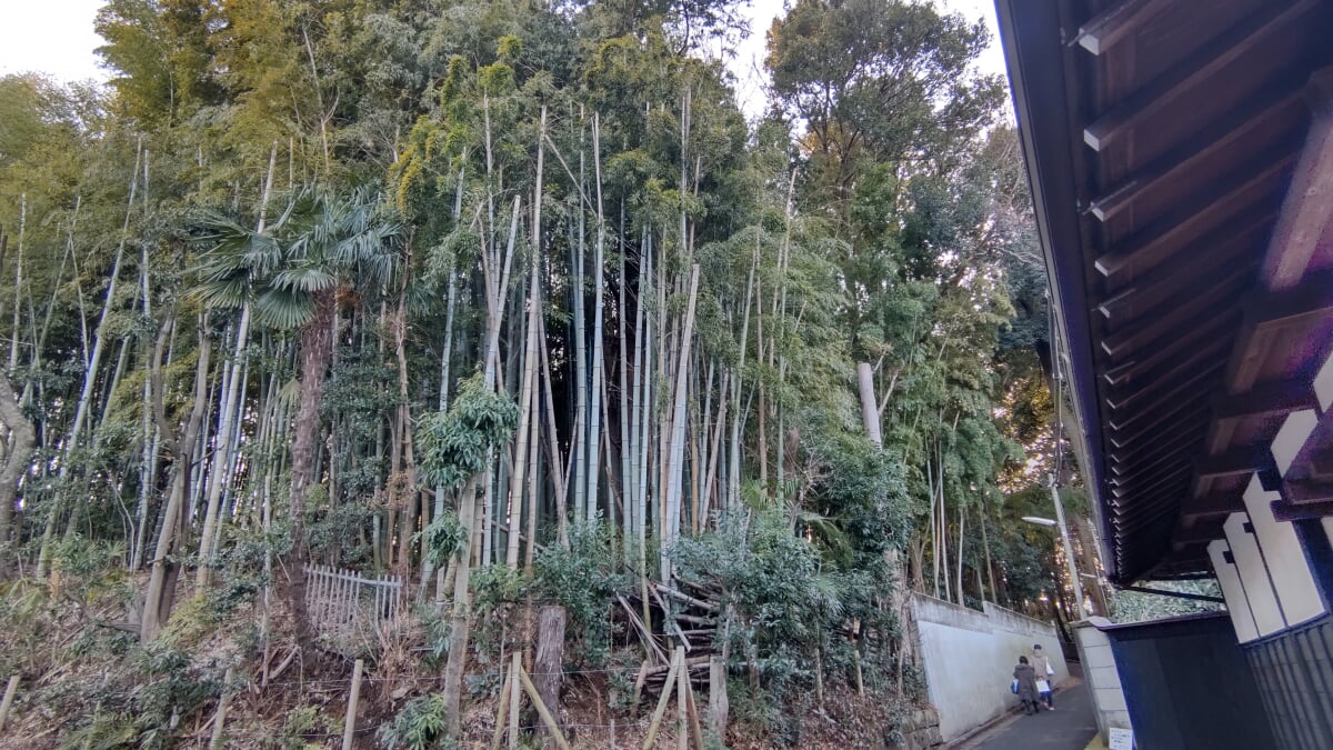 石神井公園の写真5