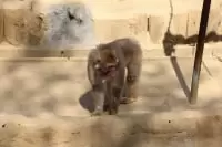 高尾山さる園・野草園