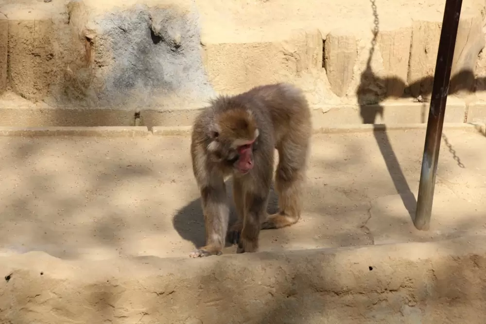 高尾山さる園・野草園の写真1