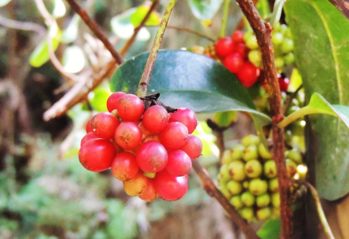 みやま公園の写真3
