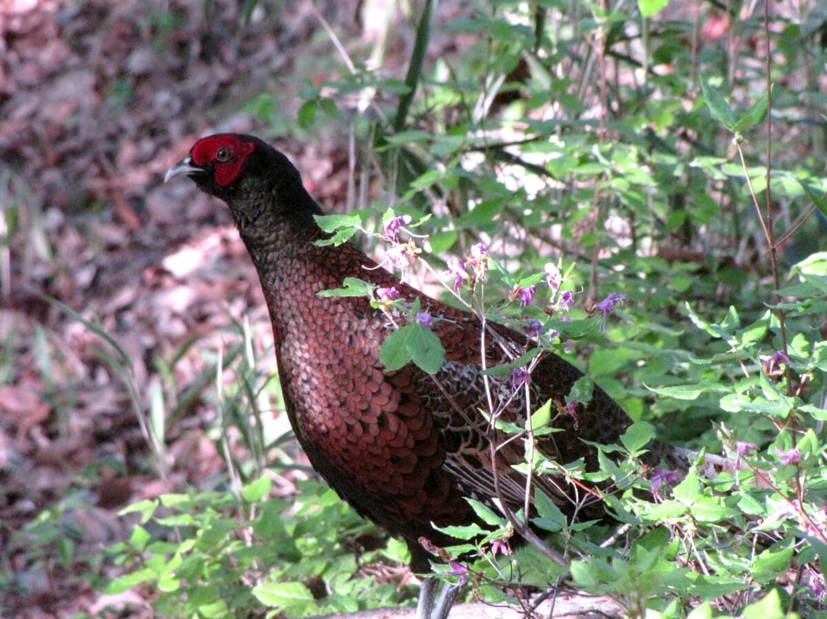 みやま公園の写真4
