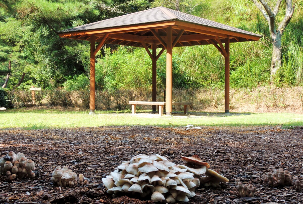 みやま公園の写真5