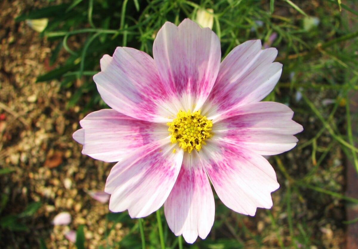 みやま公園の写真7