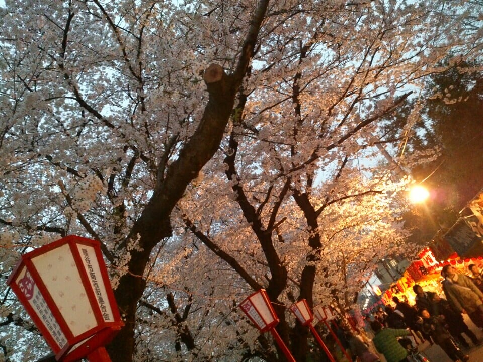 熊谷桜堤の写真5