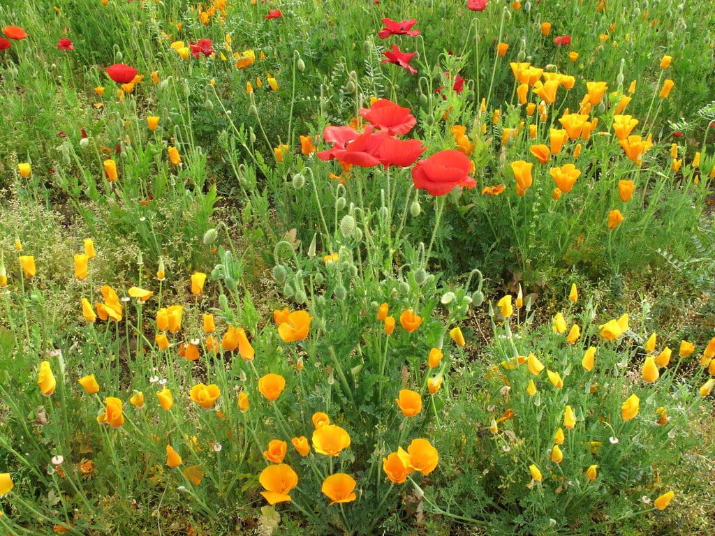 牛島古川公園の写真1