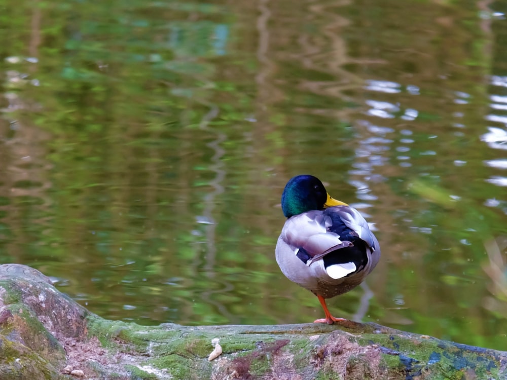 平塚市総合公園の写真2
