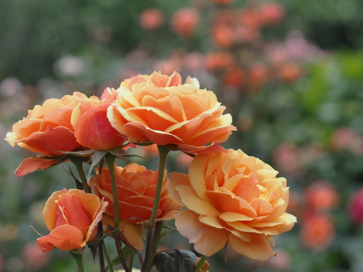 種松山公園西園地の写真1