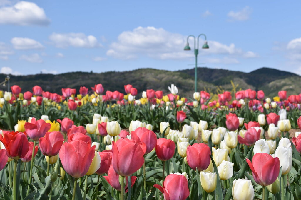 グリーンヒルズ津山の写真3