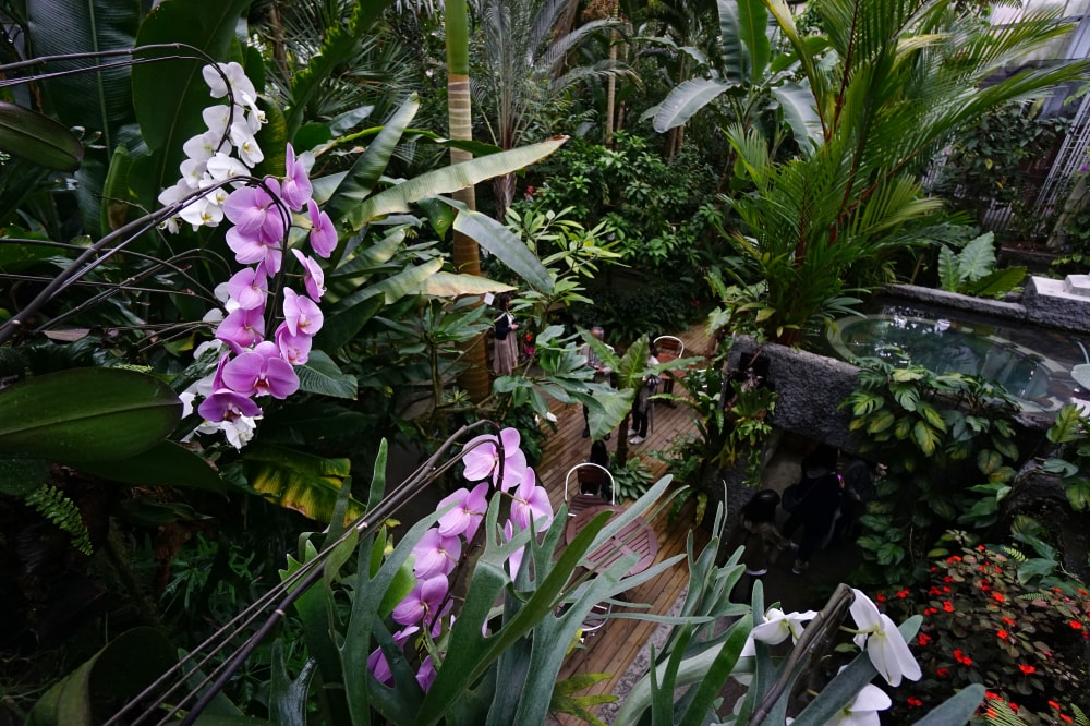 高知県立牧野植物園の写真7