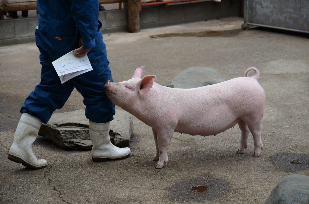 サイボクハムの写真3