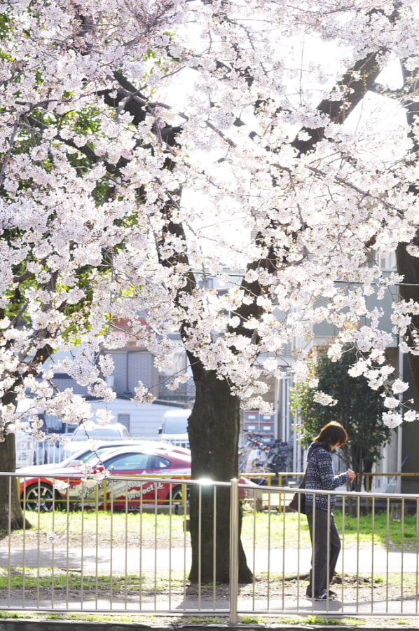 善福寺川緑地の写真7