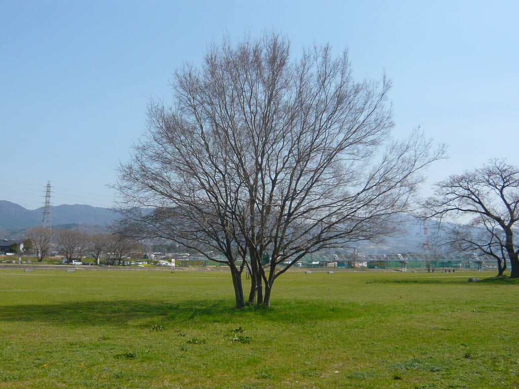 石川河川公園の写真1