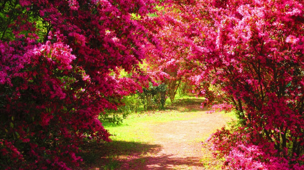 みろく自然公園の写真2