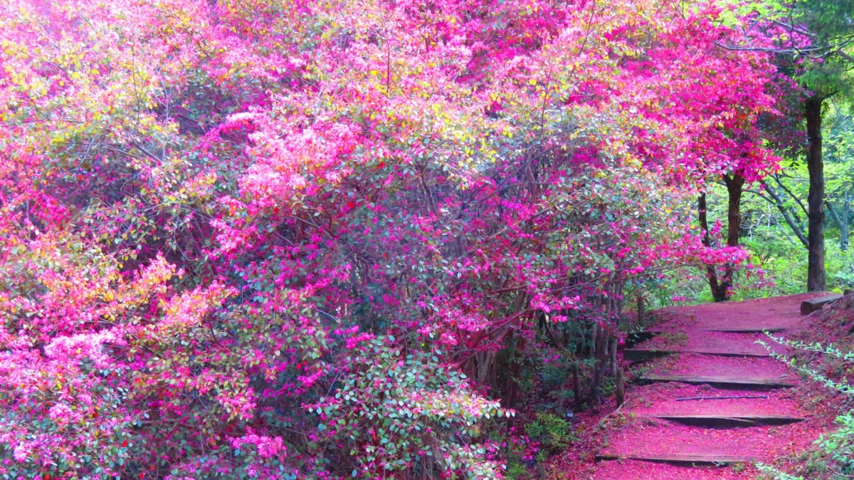 みろく自然公園の写真1