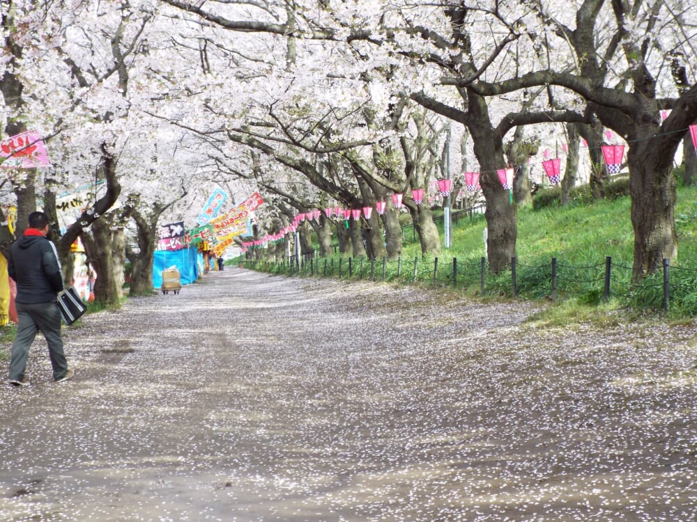 権現堂堤の写真3