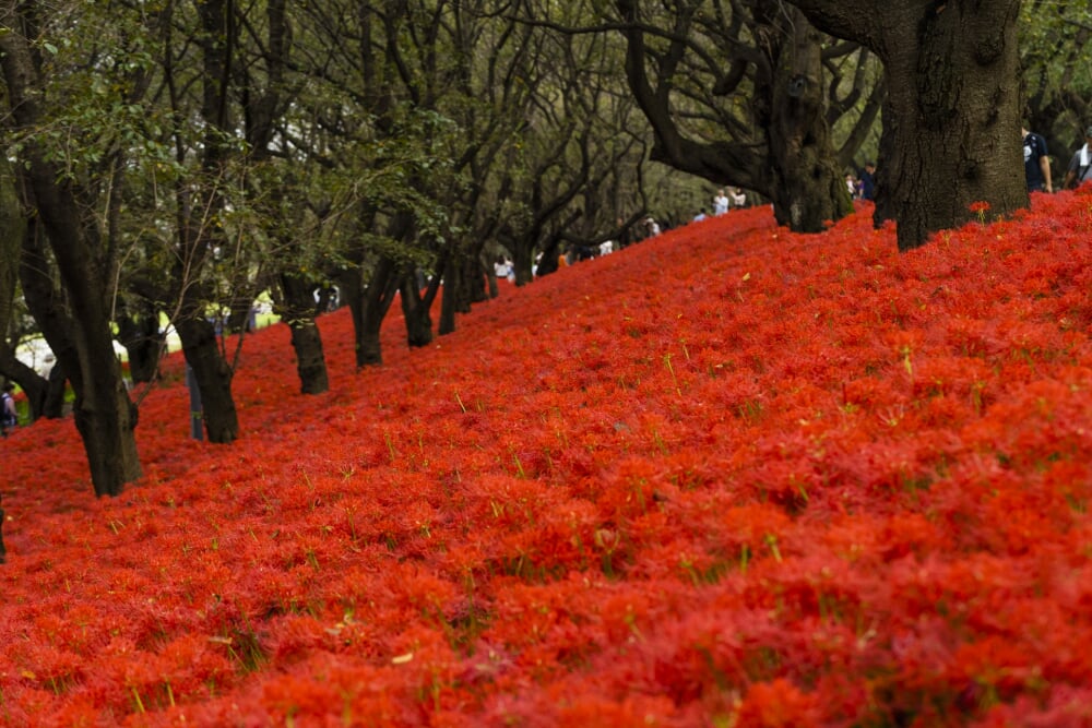 権現堂堤の写真4