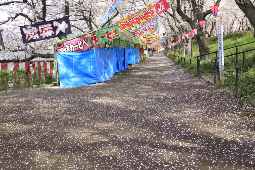 権現堂堤の写真5