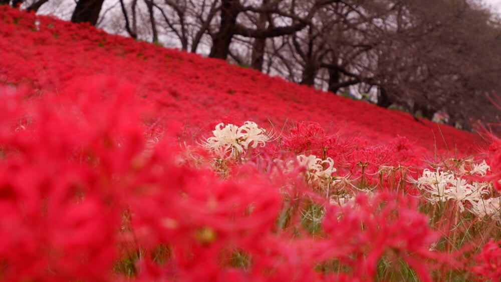 権現堂堤の写真7