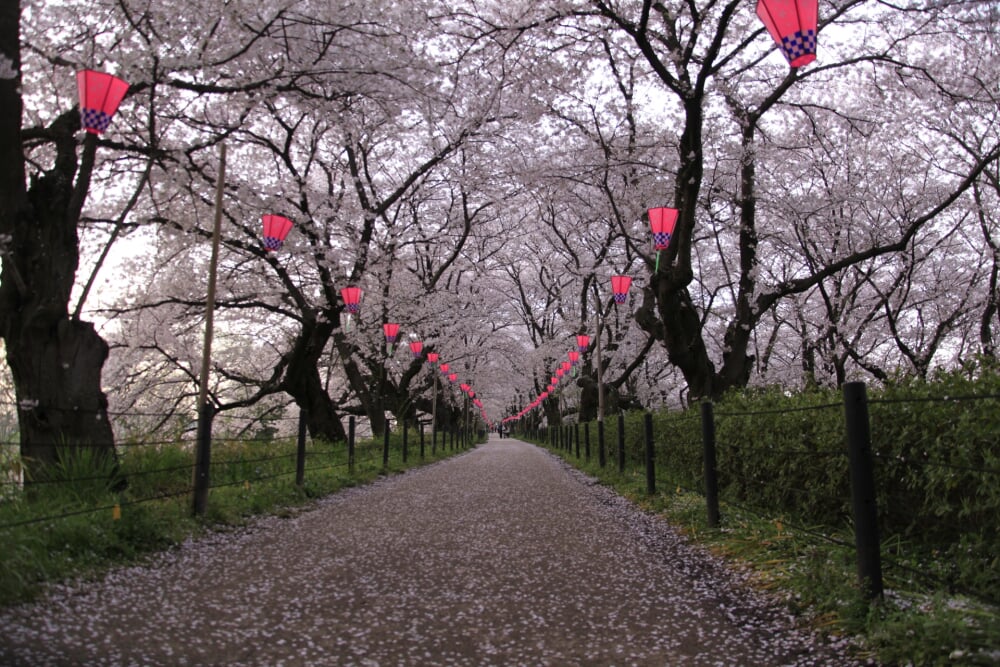 権現堂堤の写真8