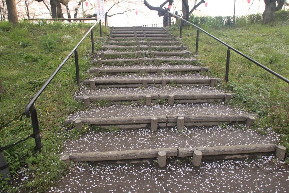 権現堂堤の写真9