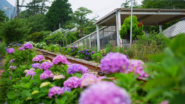 箱根登山ケーブルカーの写真4