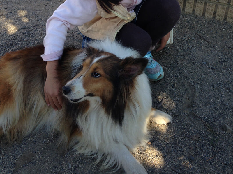 世界の名犬牧場の写真2