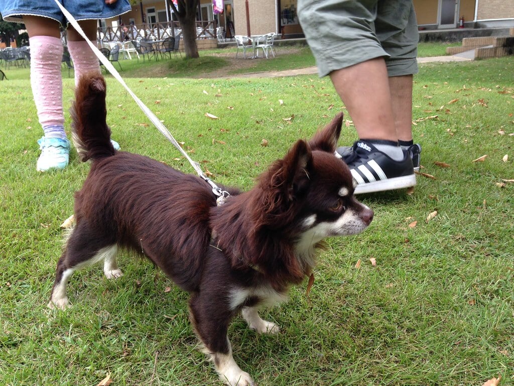 世界の名犬牧場の写真1