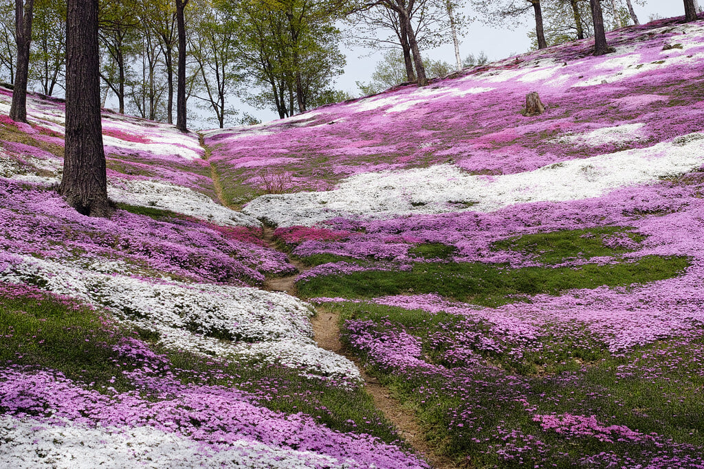 ひがしもこと芝桜公園の写真4