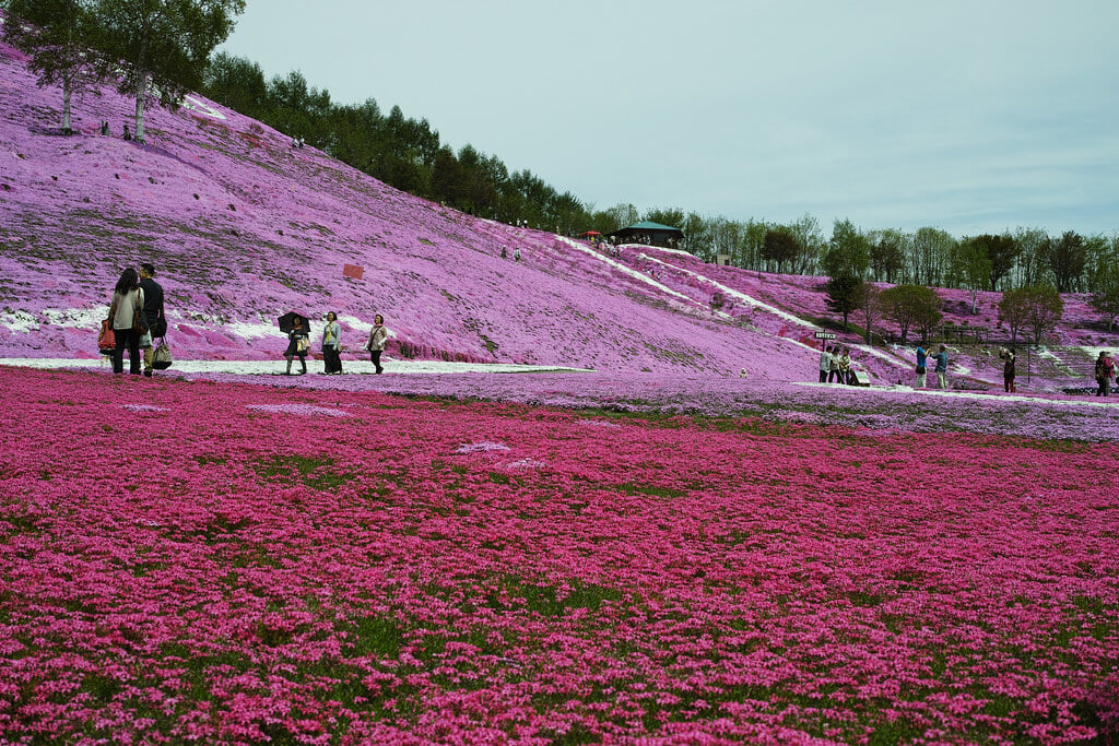 ひがしもこと芝桜公園の写真1