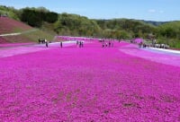 市貝町芝ざくら公園
