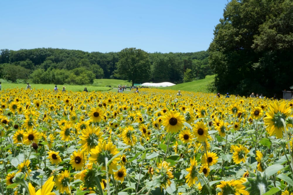 国営武蔵丘陵森林公園の写真5