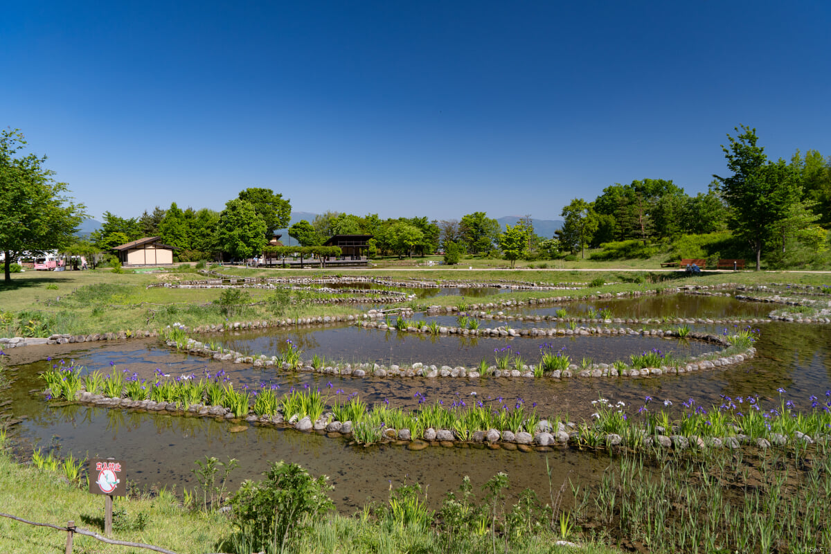 国営アルプスあづみの公園　大町・松川地区の写真5