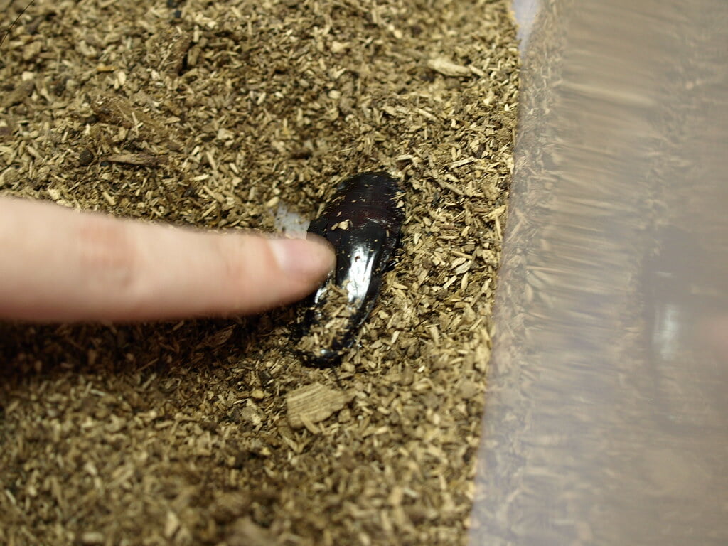 昆陽池公園の写真3