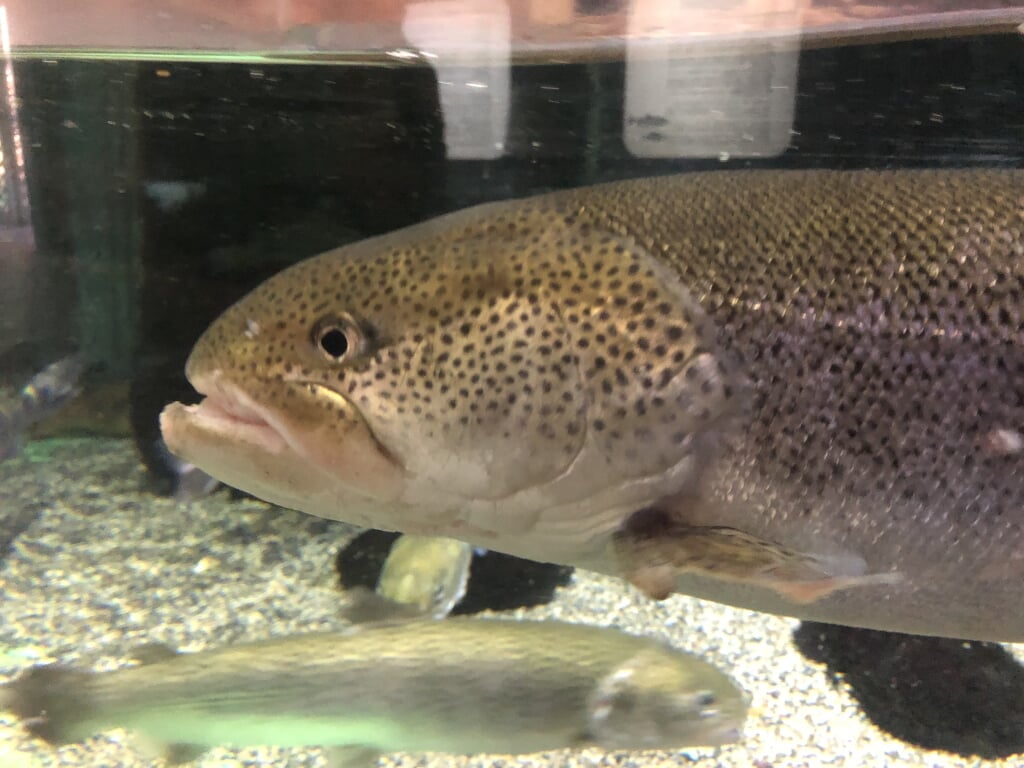 アクアマリンいなわしろカワセミ水族館の写真2