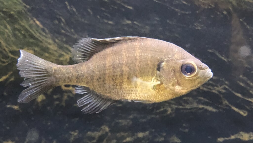 アクアマリンいなわしろカワセミ水族館の写真3
