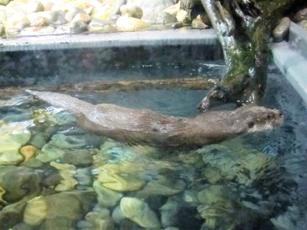 アクアマリンいなわしろカワセミ水族館の写真4