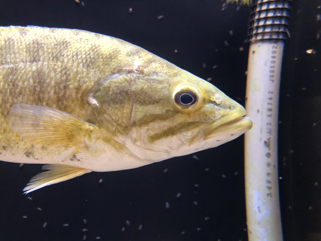 アクアマリンいなわしろカワセミ水族館の写真6