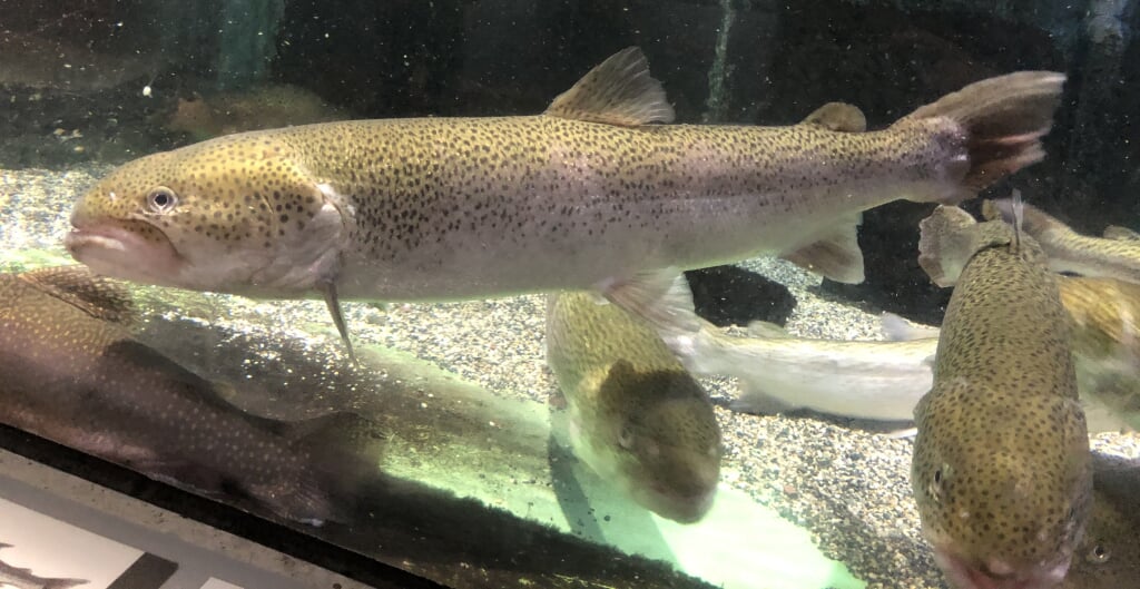 アクアマリンいなわしろカワセミ水族館の写真7