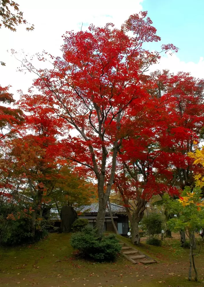 もみじ園の写真1