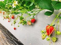 加賀フルーツランド