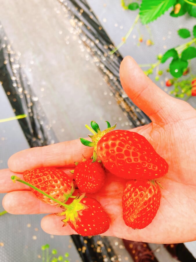 加賀フルーツランドの写真2