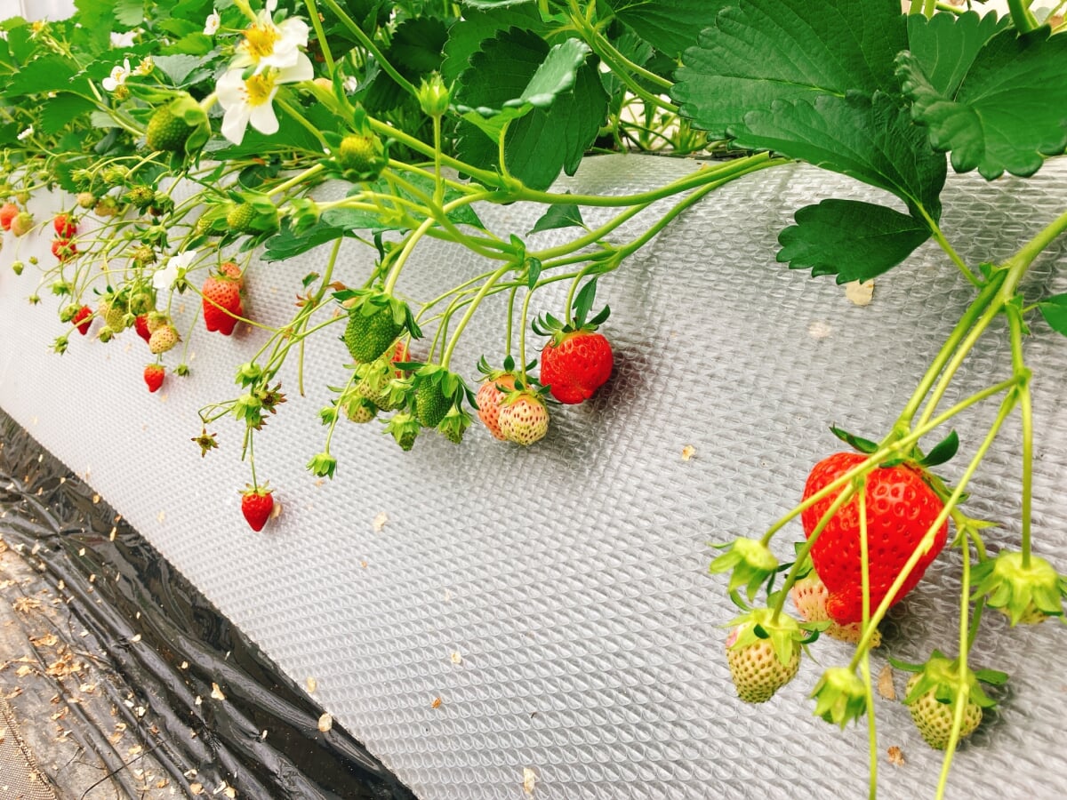 加賀フルーツランドの写真1