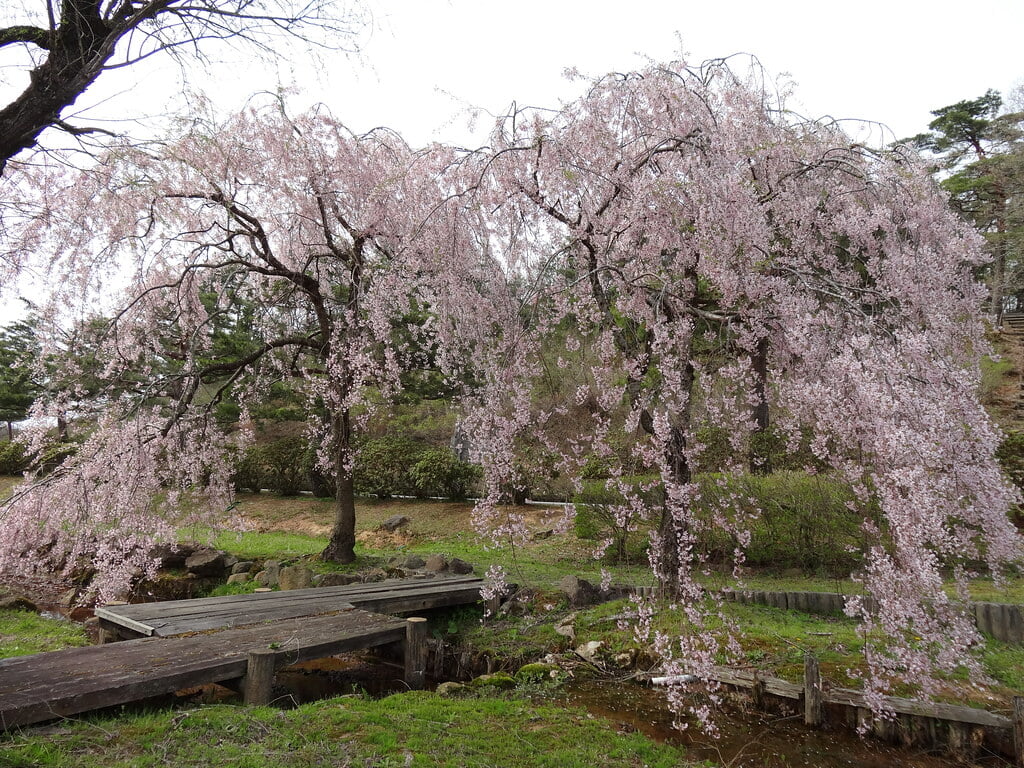 柳田植物公園の写真8