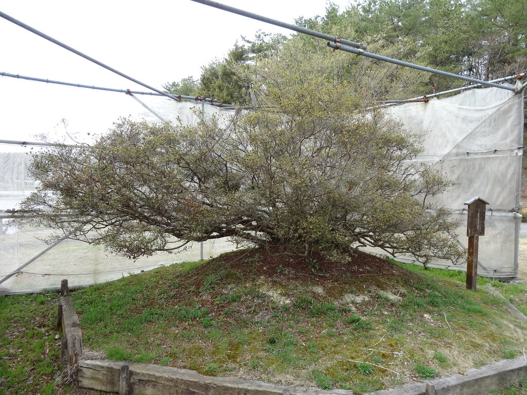 柳田植物公園の写真9