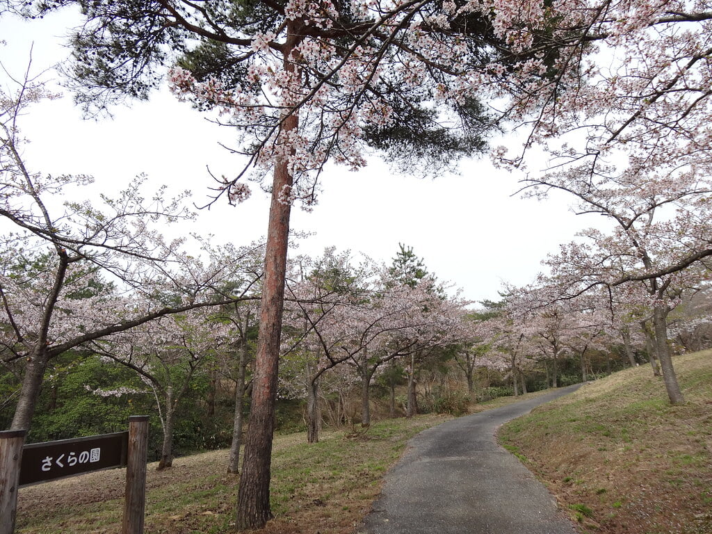 柳田植物公園の写真11